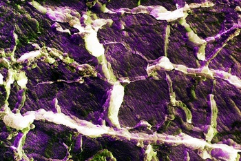 AP 61A1